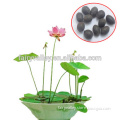 Black Lotus Seed For Growing Beautiful Lotus Flowers In Water